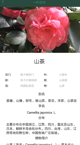 一叶识木app.png