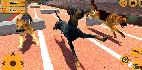 警犬跨栏冲刺