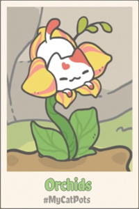 我的猫盆