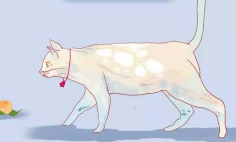 逃跑的猫.jpg