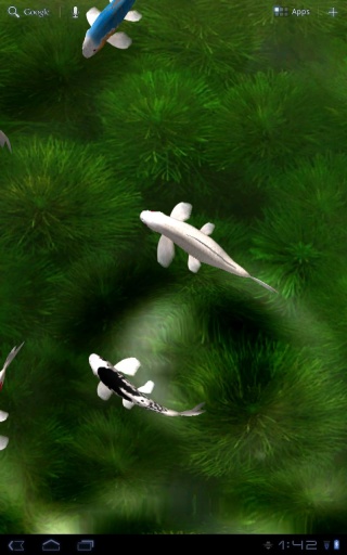自由锦鲤动态壁纸.jpg
